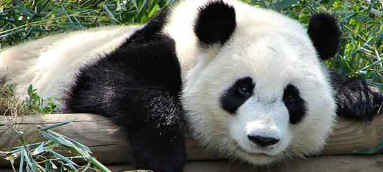 slightly sad panda