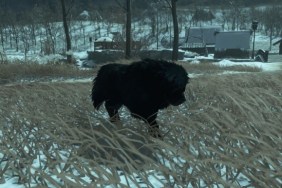 ghost of tsushima dogs