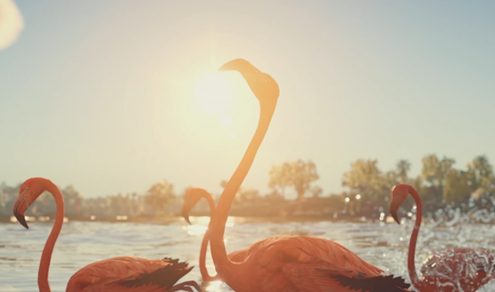 Assassin's Creed Origins