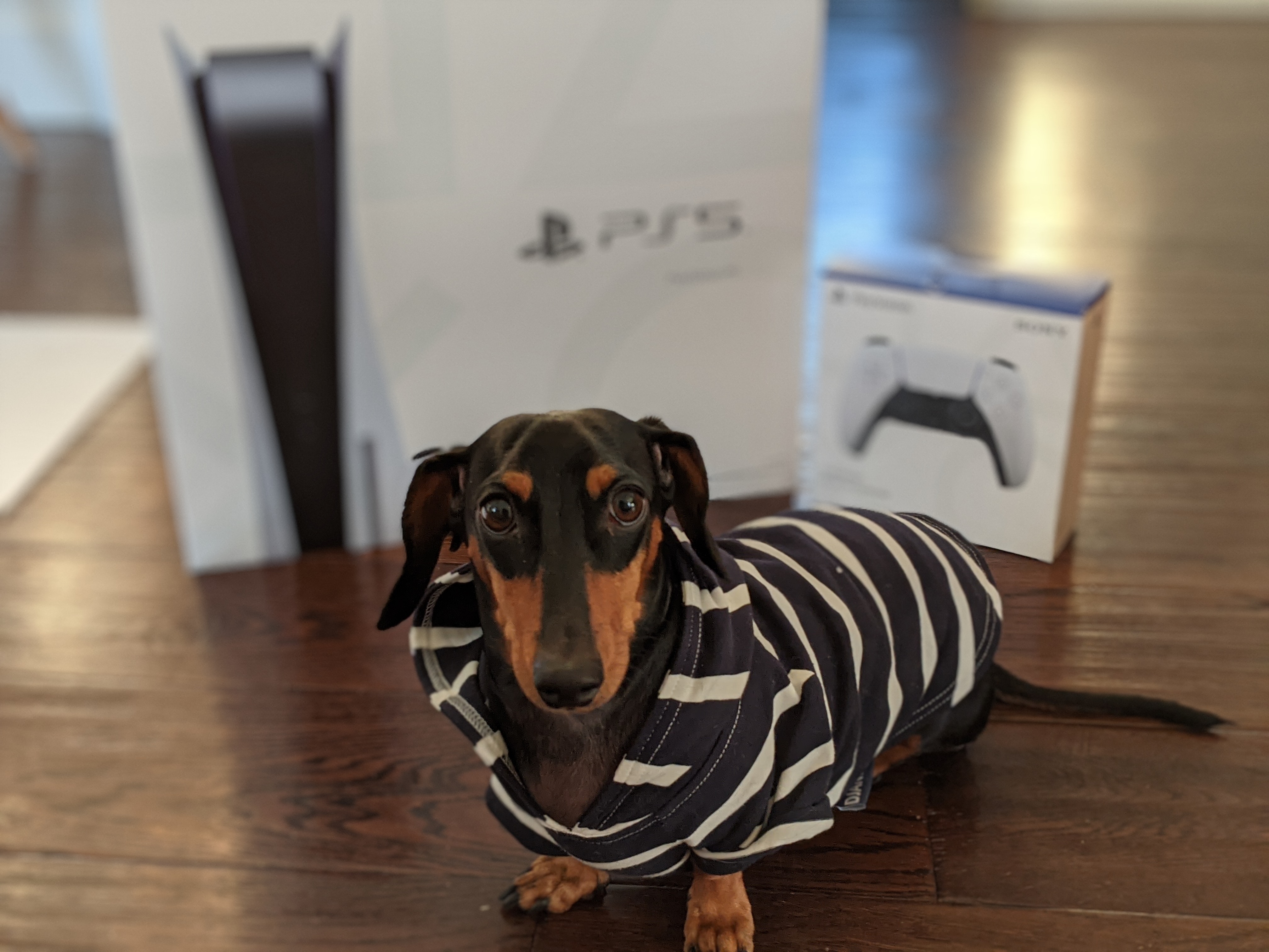 PS5 Box Next to a Dog