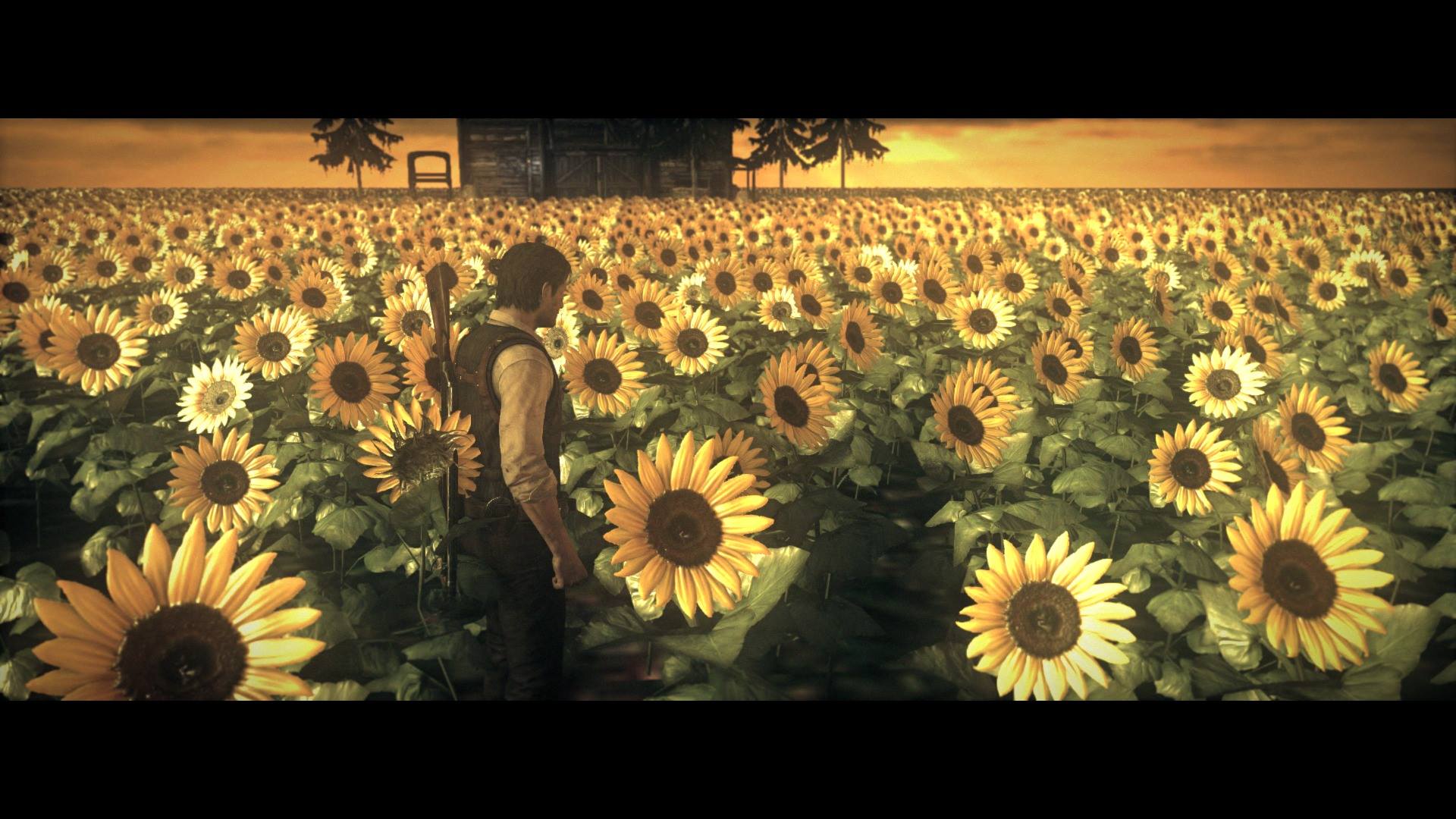 Surreal Moment Amongst the Sunflowers