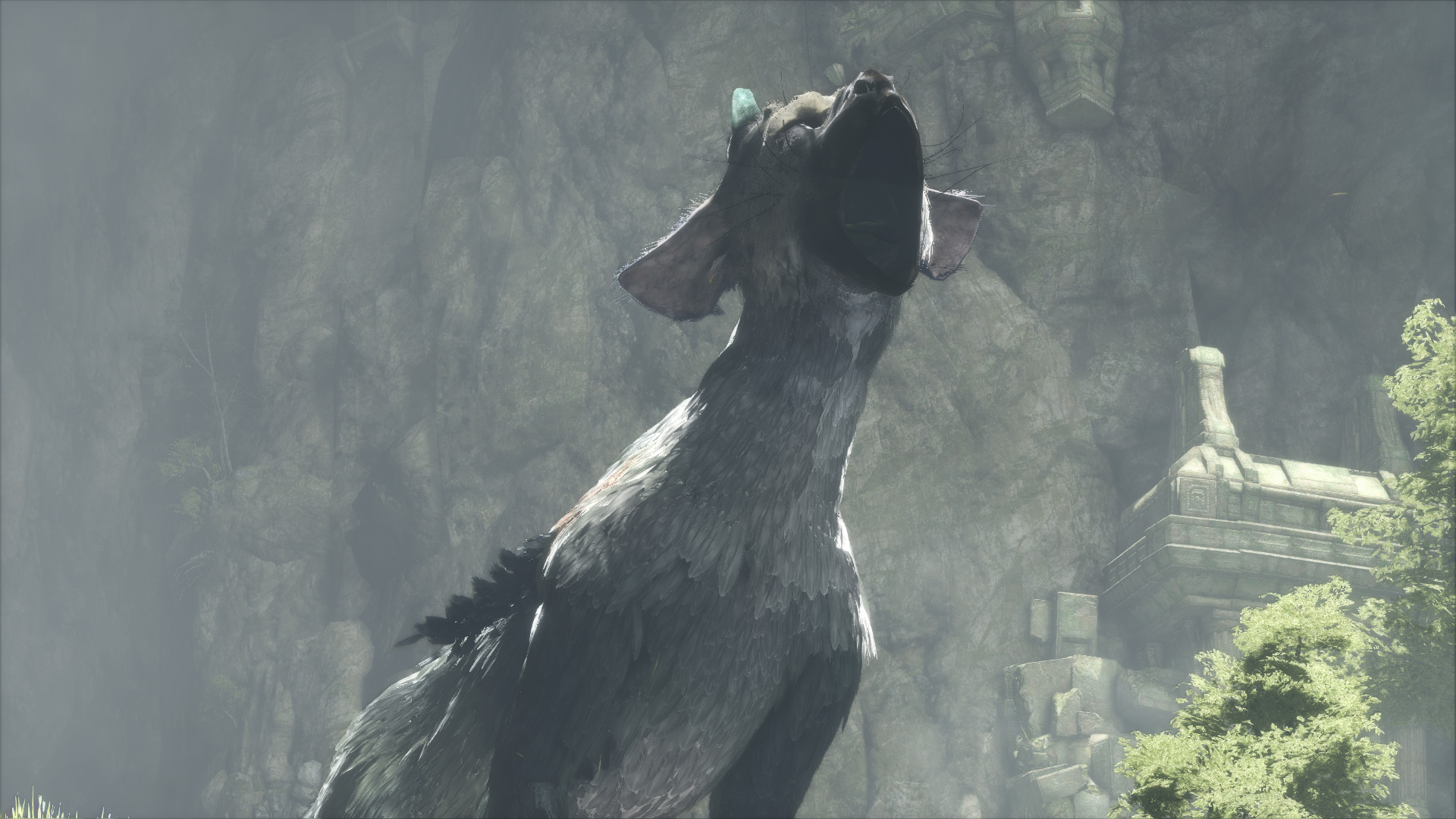 Introducing Trico, Your New Bestie